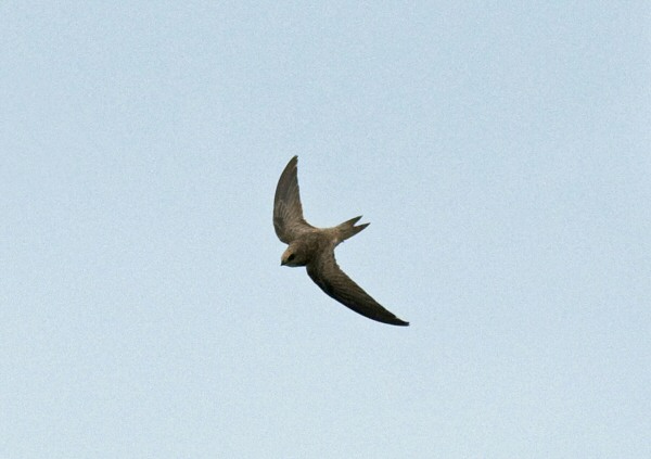 Pallid Swift