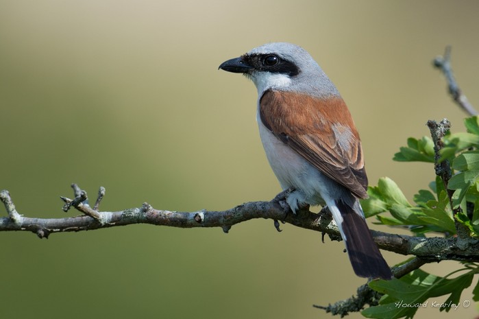 Red-backed Shrike