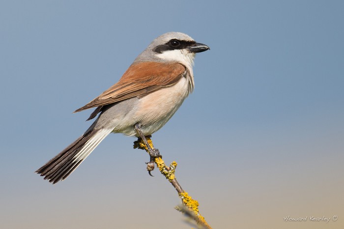 Red-backed Shrike