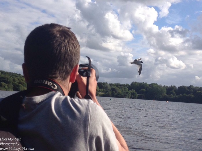 Sabine's Gull