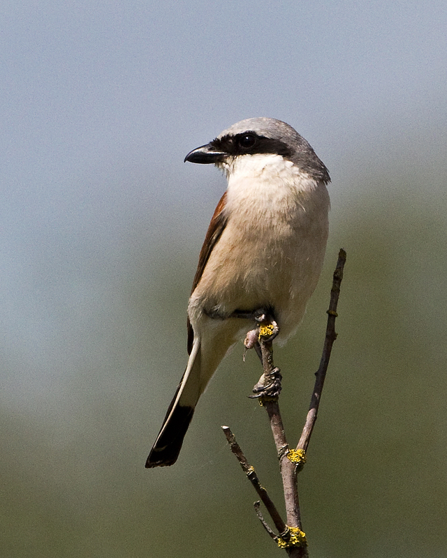 Red-backed Shrike