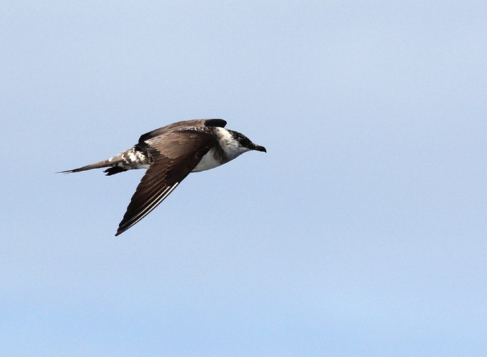 Long-tailed Skua