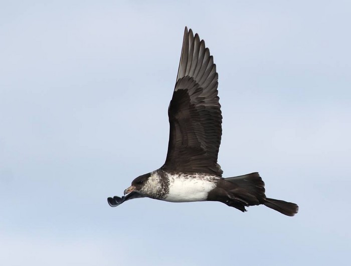 Pomarine Skua