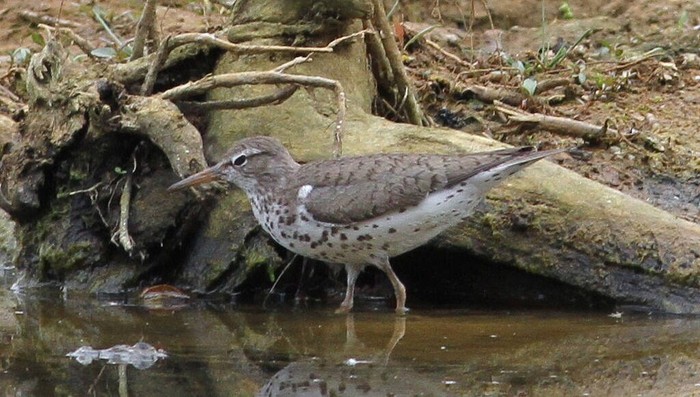 Spotted Sandpiper
