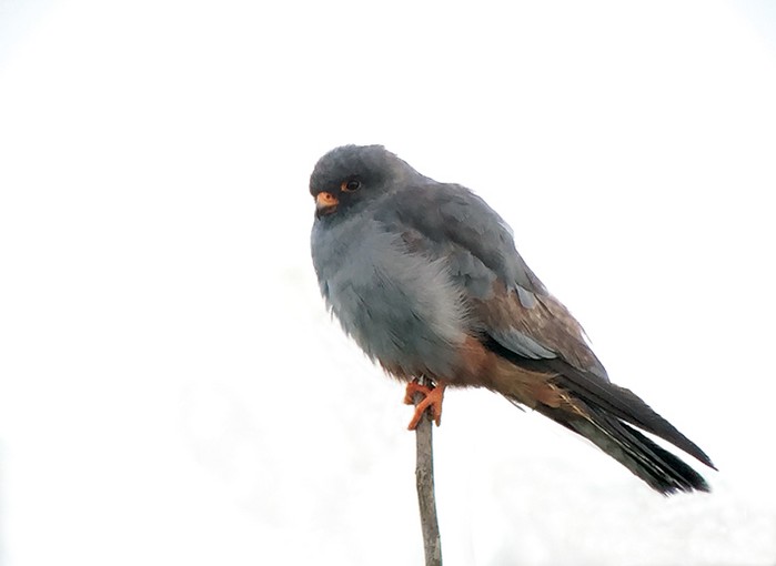 Red-footed Falcon