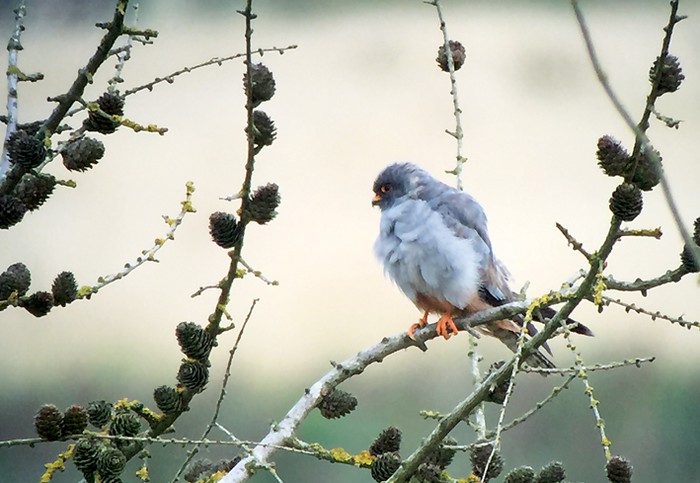 Red-footed Falcon
