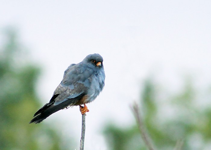 Red-footed Falcon