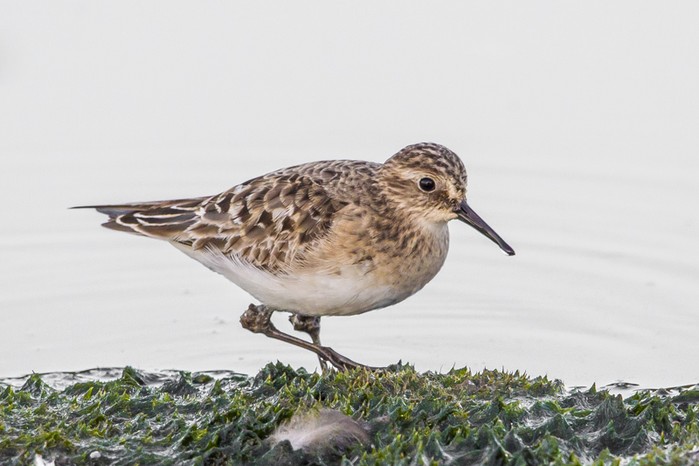 Baird's Sandpiper