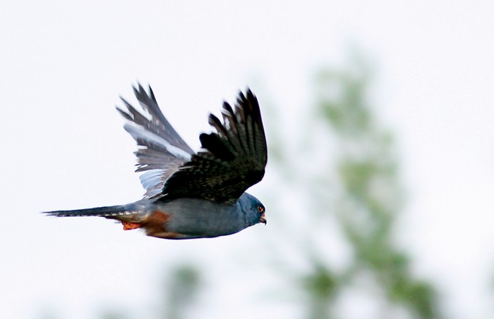 Red-footed Falcon