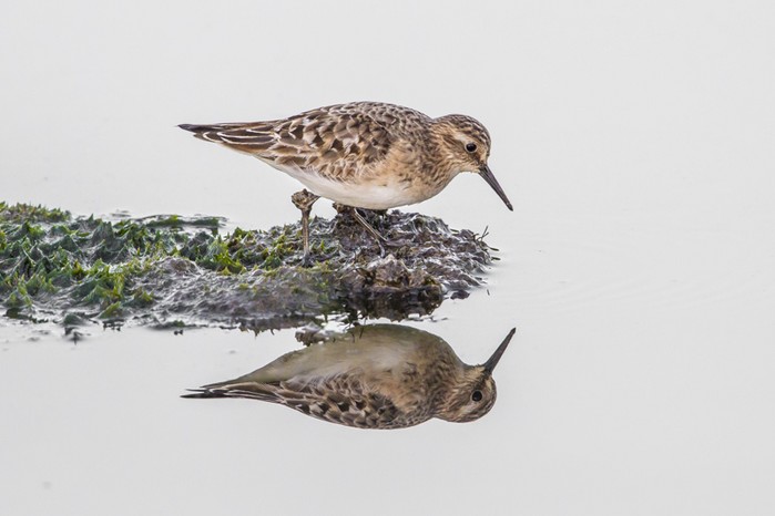 Baird's Sandpiper