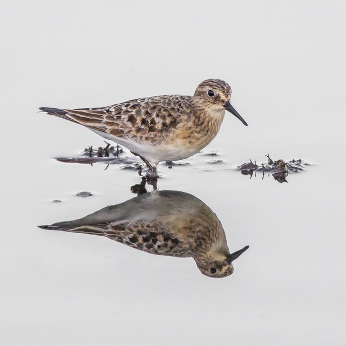 Baird's Sandpiper