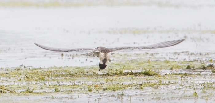 White-winged Black Tern