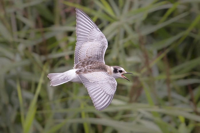 White-winged Black Tern