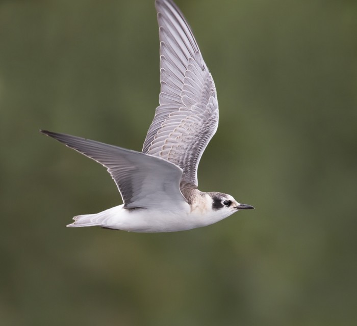 White-winged Black Tern
