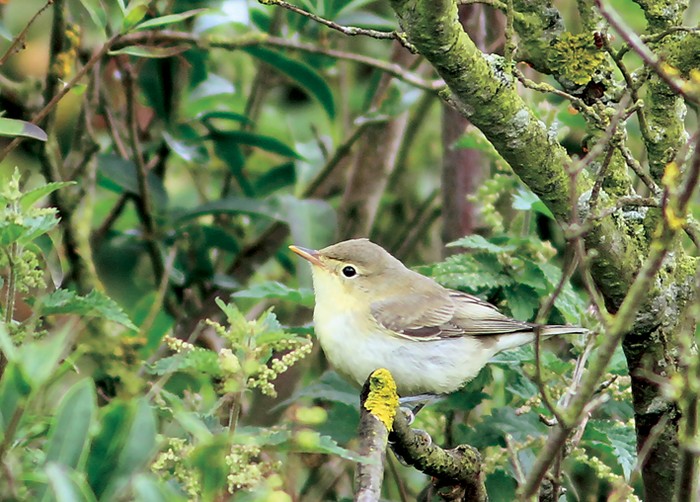 Icterine Warbler