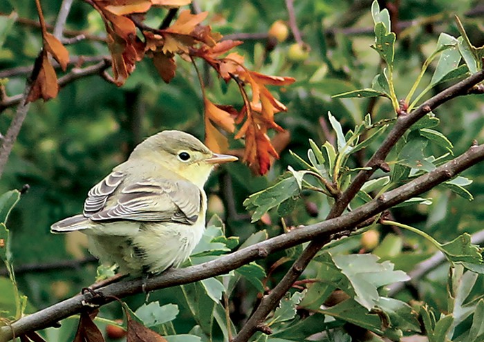 Icterine Warbler