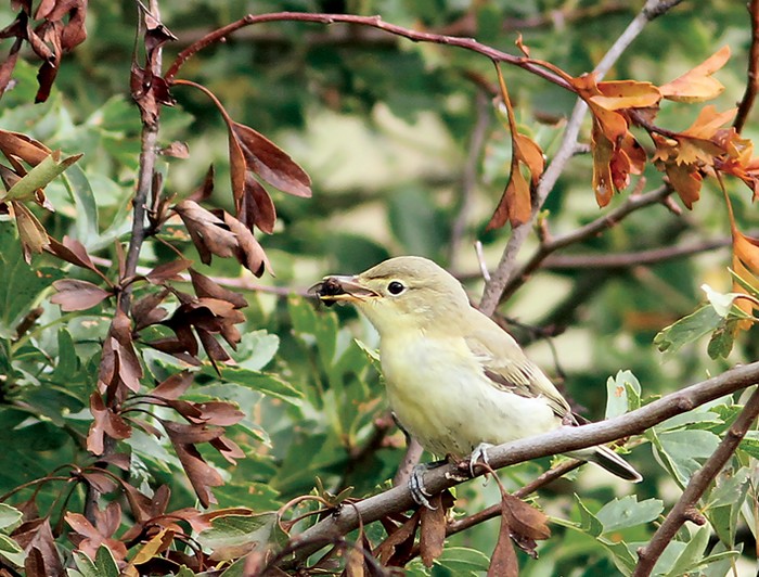 Icterine Warbler