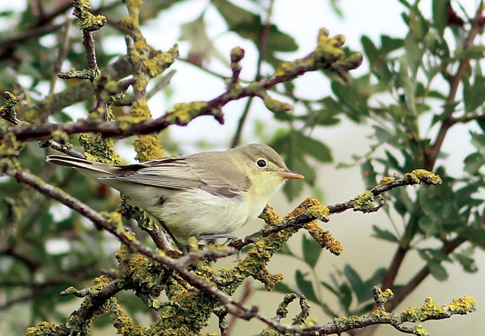 Icterine Warbler