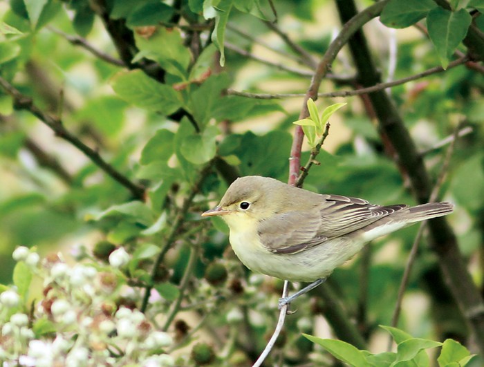 Icterine Warbler