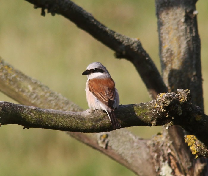 Red-backed Shrike