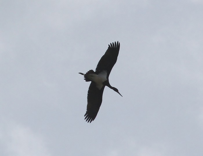 Black Stork