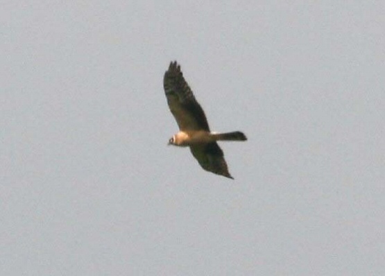 Pallid Harrier