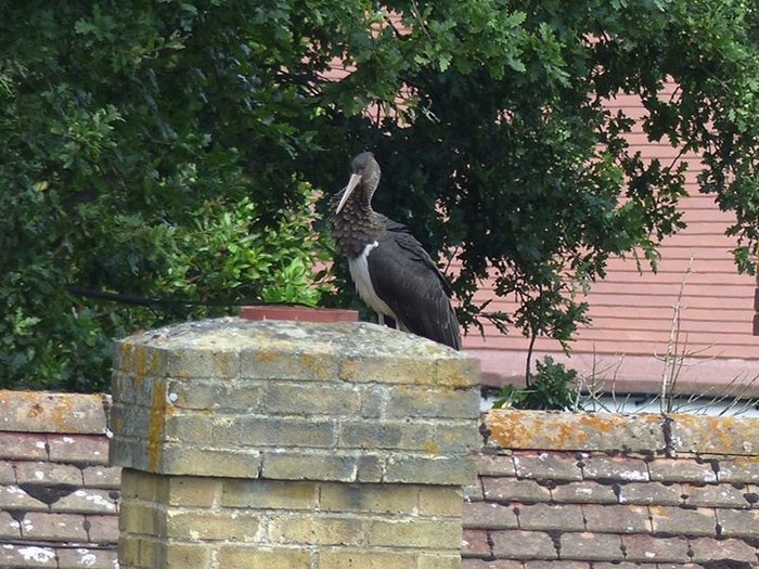 Black Stork