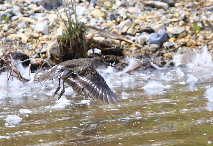 Common Sandpiper