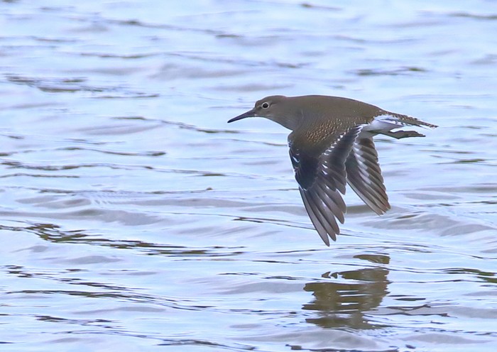 Common Sandpiper