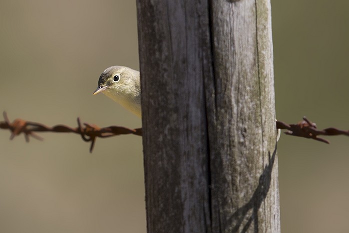 Icterine Warbler