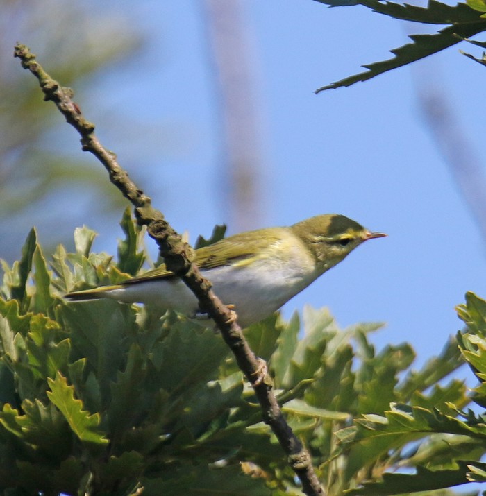 Wood Warbler