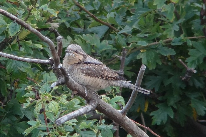 Wryneck