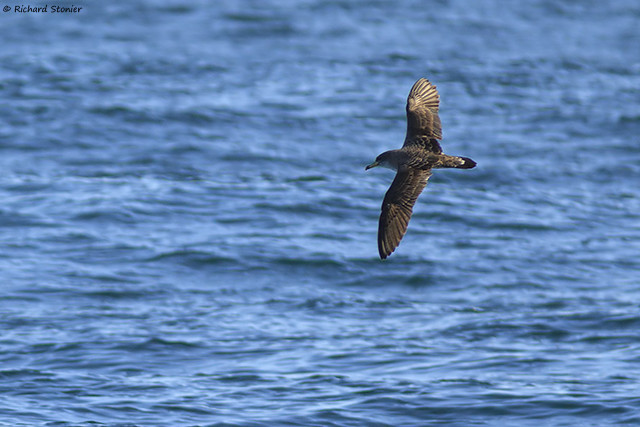 Cory's Shearwater