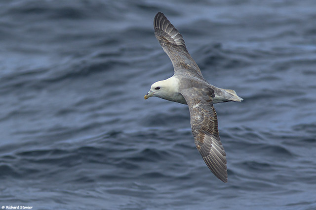 Fulmar