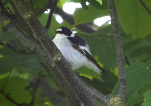 Collared Flycatcher