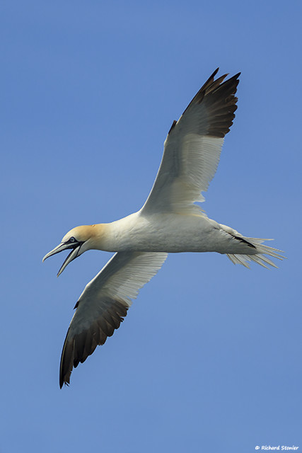 Gannet
