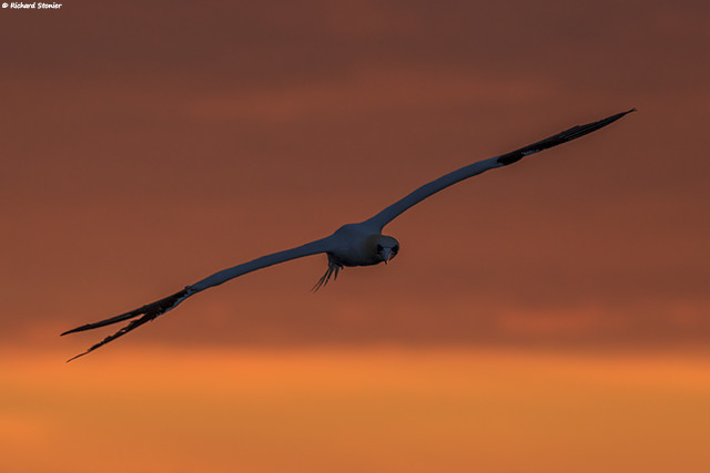 Gannet