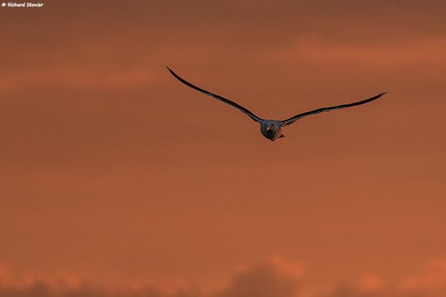 Great Black-backed Gull