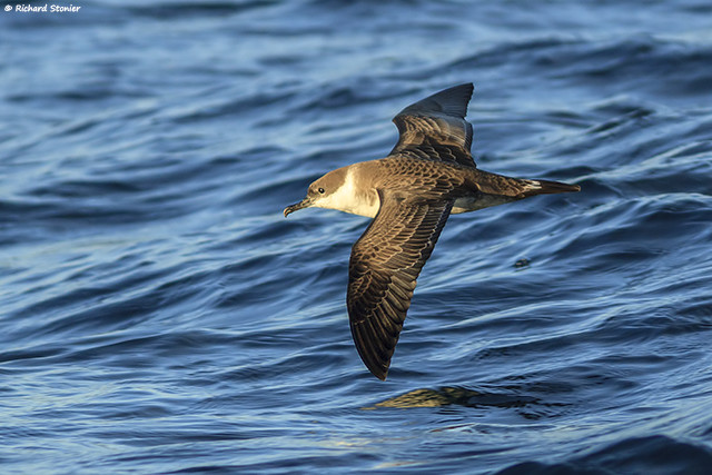Great Shearwater