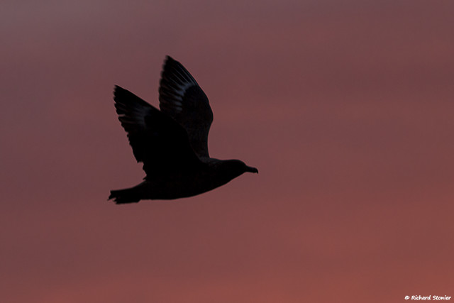 Great Skua