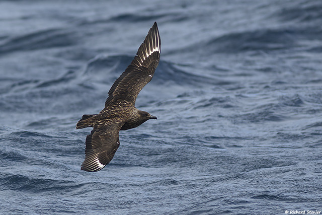 Great Skua