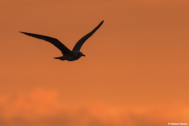 Herring Gull