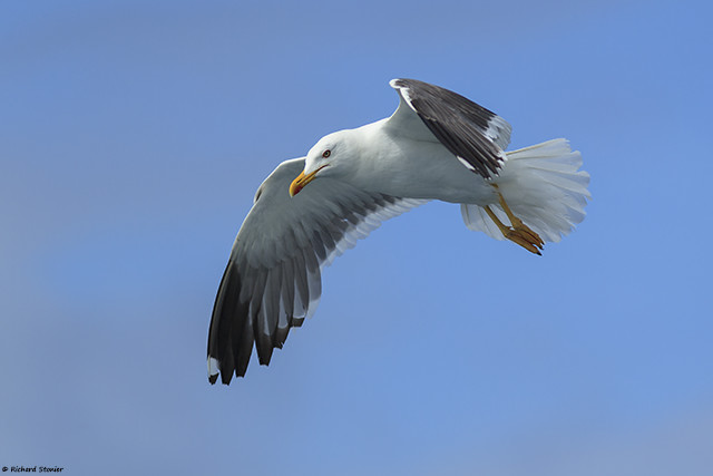 Lesser Black-backed Gull