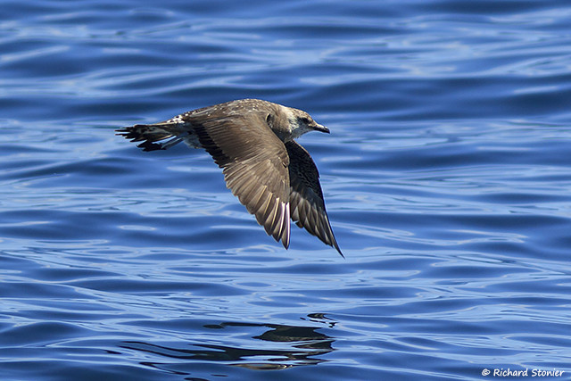 Long-tailed Skua