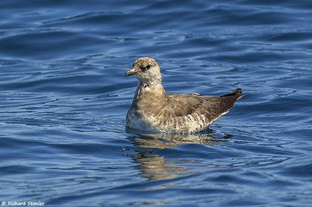 Long-tailed Skua