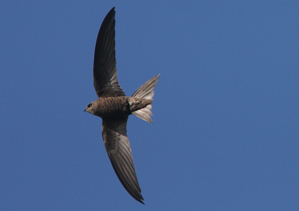 Pallid Swift