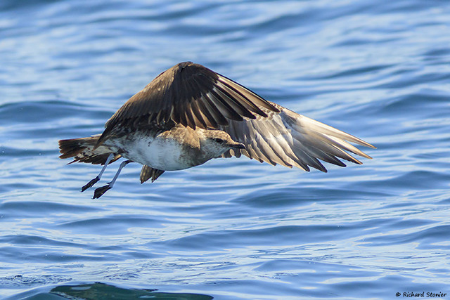 Long-tailed Skua
