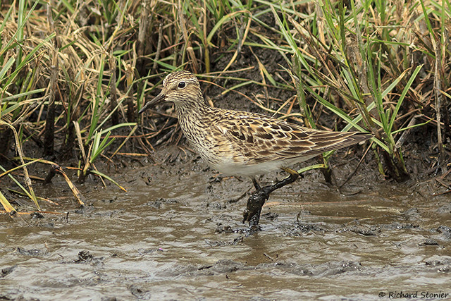 Pectoral Sandpiper