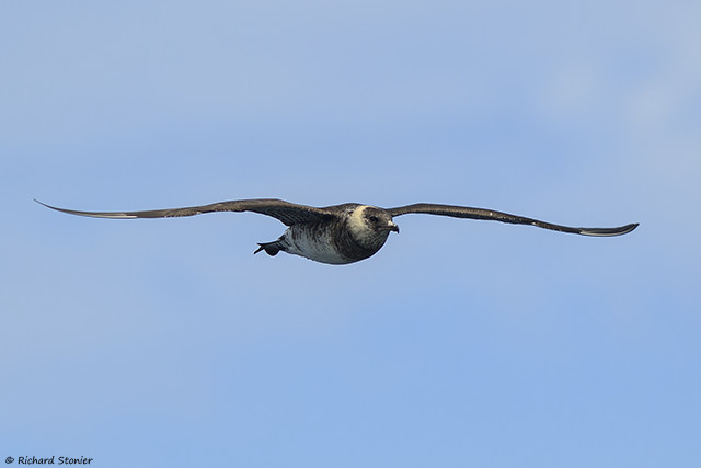 Pomarine Skua