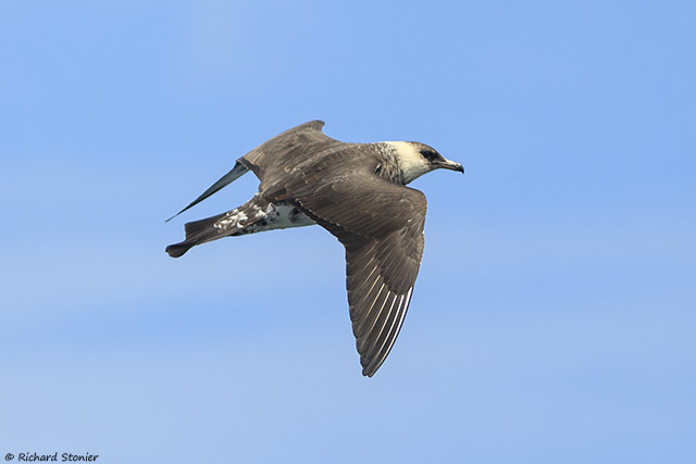 Pomarine Skua